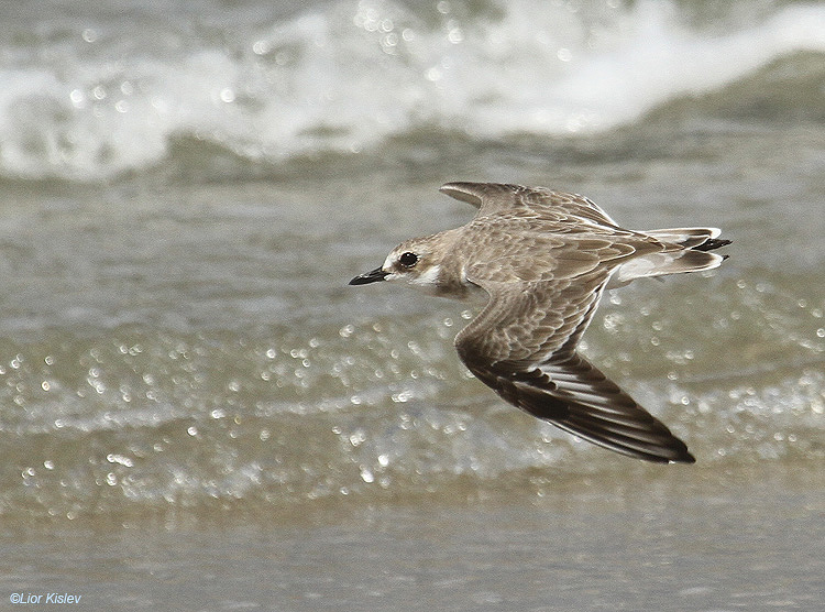    Greater Sand Plover Charadrius leschenaultii  ,Maagan Michael  ,24-09-11 Lior Kislev        